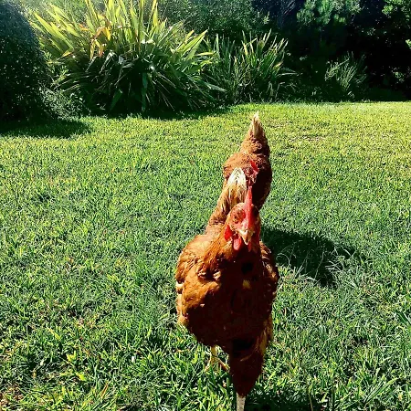 Casa Dos Pintos, Golf E Natureza Casa de Férias *