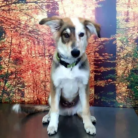 Casa Dos Pintos, Golf E Natureza * Belas